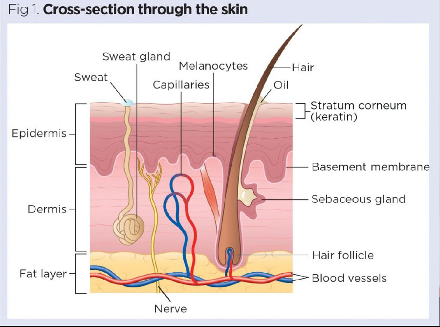 EvolveWell cross section through the skin