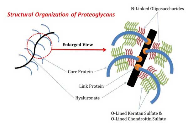Structural Organization of Proteoglycans