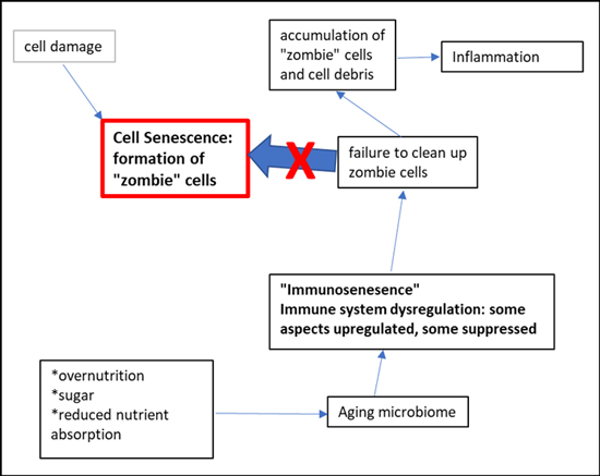 Inflammaging captures various processes unique to aging, illustrated in the following diagrams.