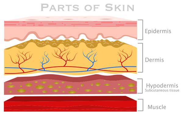 Parts of skin diagram