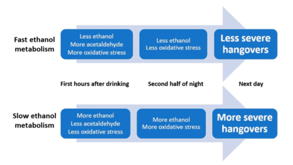 The less the effect on the brain and the milder the hangover