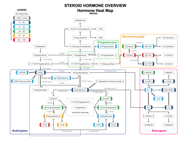 Steroid Hormone Overview Hormone Heat Map